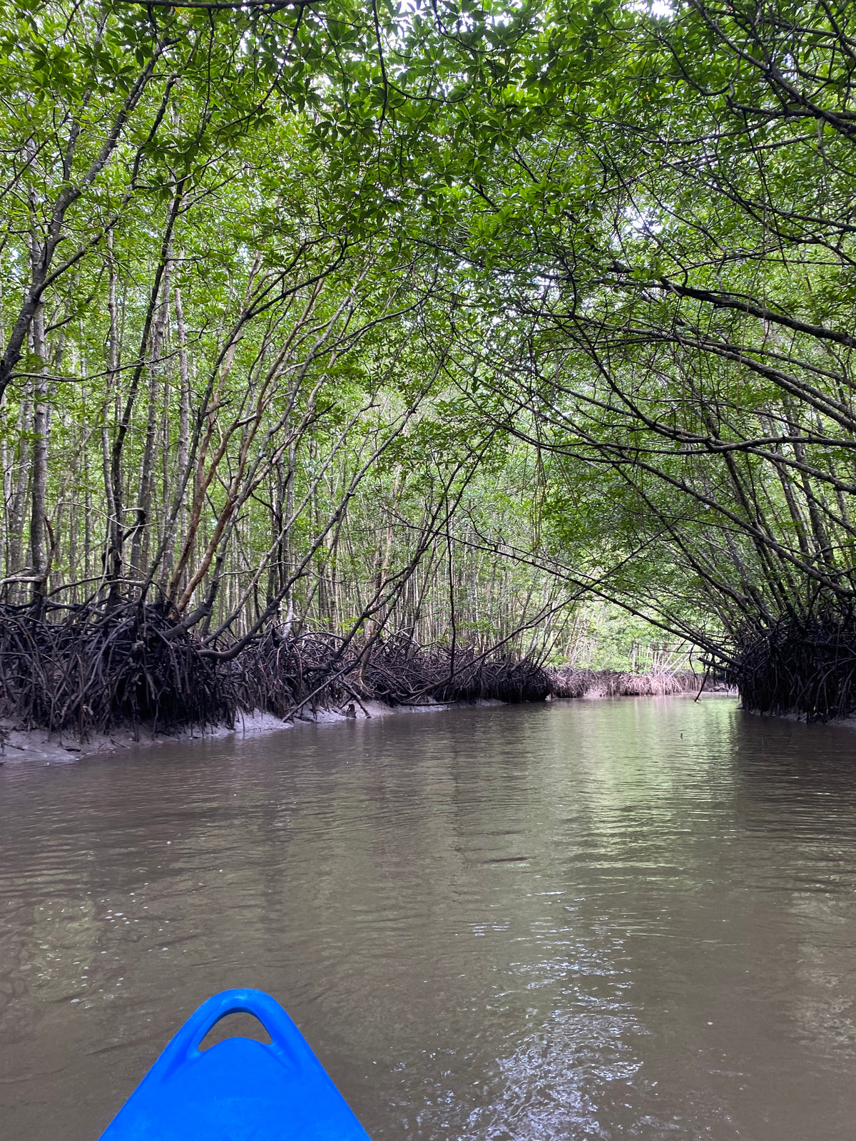 Mangrove Series